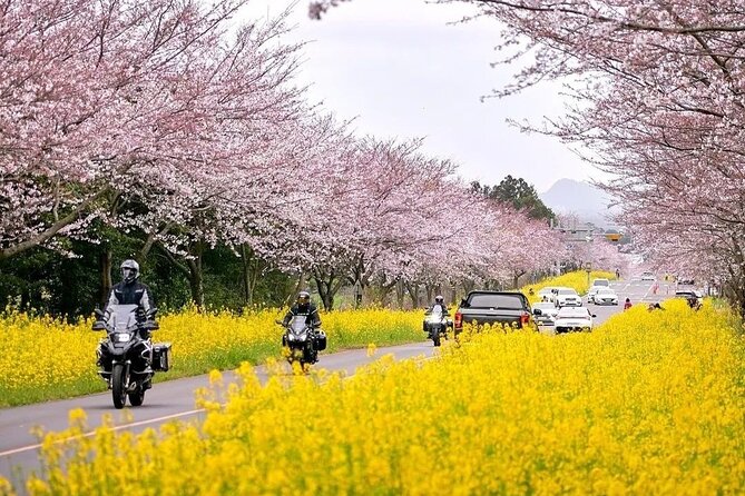 2026 Cherry Blossom East Day Tour in Jeju with UNESCO - Why this spring route works so well