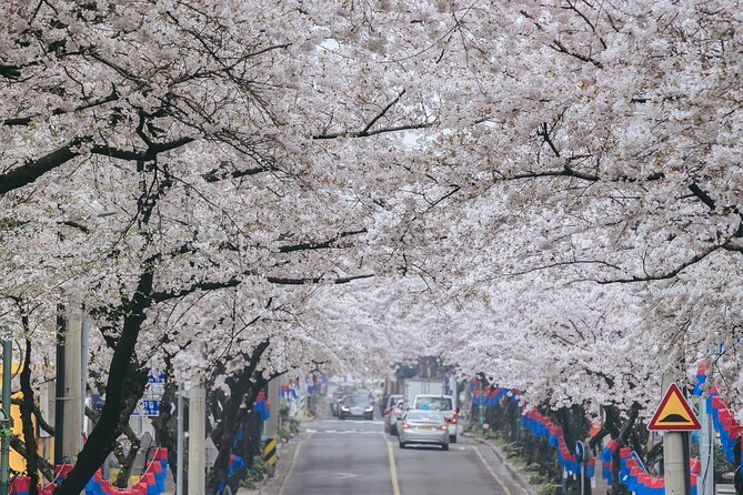 2026 Cherry Blossom East Day Tour in Jeju with UNESCO - Noksan-ro and the yellow spring fields