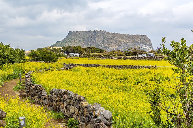 2026 Cherry Blossom East Day Tour in Jeju with UNESCO - Seongeup Folk Village and lived-in Jeju