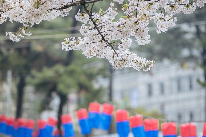 2026 Cherry Blossom East Day Tour in Jeju with UNESCO - Ilchul Land and Micheon Cave