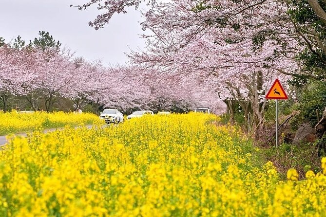 2026 Cherry Blossom East Day Tour in Jeju with UNESCO - Seopjikoji and the east coast