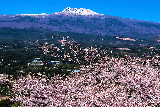 2026 Cherry Blossom East Day Tour in Jeju with UNESCO - Seongsan Ilchulbong, the UNESCO finale