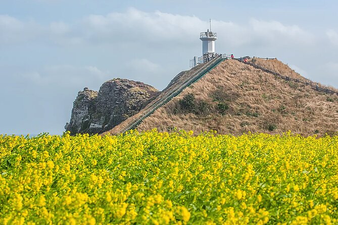 2026 Cherry Blossom East Day Tour in Jeju with UNESCO - Transport, meals, and the real cost