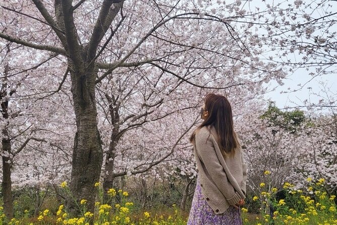 2026 JEJU Cherry Blossom West&South Full Day Tour with UNESCO - Key things to know before booking
