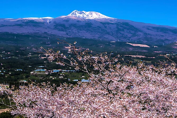 2026 JEJU Cherry Blossom West&South Full Day Tour with UNESCO - Eoseungsaengak and the 1.3-kilometer Hallasan trail