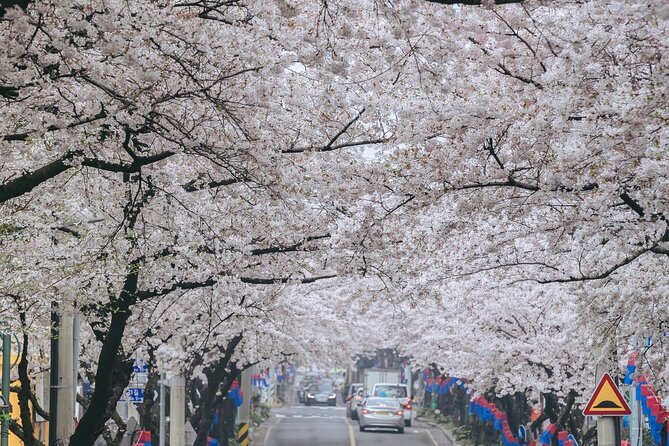 2026 JEJU Cherry Blossom West&South Full Day Tour with UNESCO - O’sulloc Tea Museum and Seogwangdawon