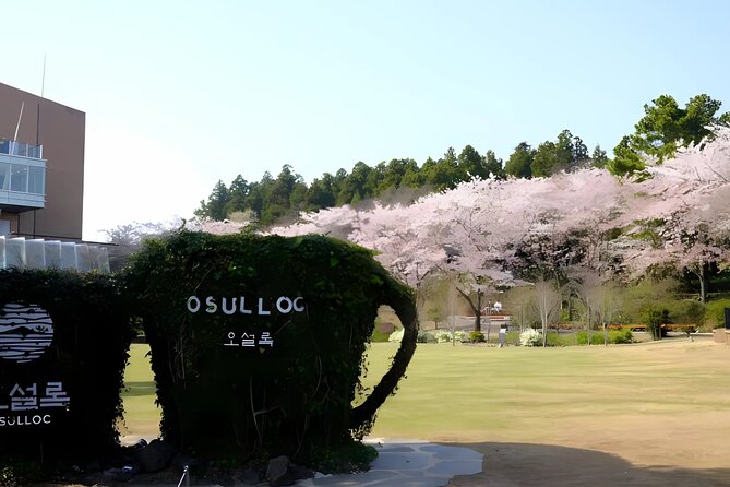 2026 JEJU Cherry Blossom West&South Full Day Tour with UNESCO - A full day that works best with limited time