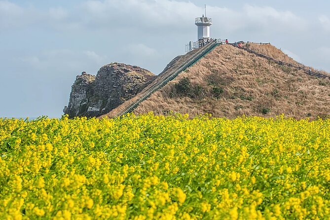 2026 JEJU Cherry Blossom West&South Full Day Tour with UNESCO - What the $77.48 price includes