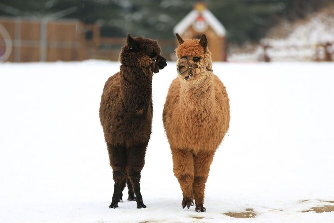 Alpaca World and Nami Island with Gangchon Rail Bike Tour - Why this three-stop day works from Seoul
