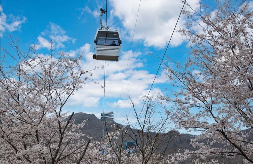 Busan: Hidden Gem Geoje & Oedo Botania Island & Cable car - Why Geoje makes a strong day trip from Busan