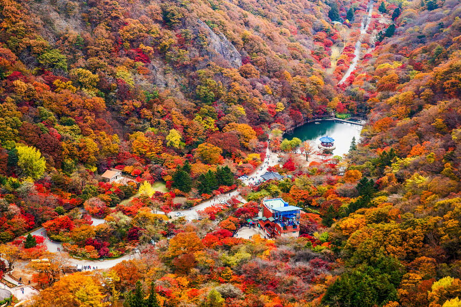 Busan: Naejangsan National Park Autumn Foliage One Day Tour - Why Naejangsan is worth the long day from Busan