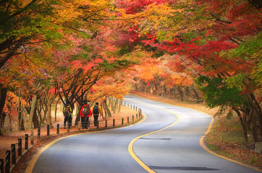 Busan: Naejangsan National Park Autumn Foliage One Day Tour - Entering Naejangsan at about 10:40 AM
