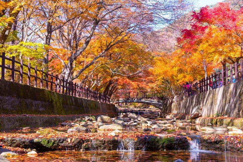 Busan: Naejangsan National Park Autumn Foliage One Day Tour - The autumn paths around Naejangsa Temple