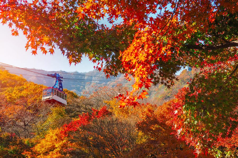 Busan: Naejangsan National Park Autumn Foliage One Day Tour - Naejangsa Temple and its 1,300-year story