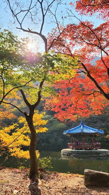 Busan: Naejangsan National Park Autumn Foliage One Day Tour - Lunch at nearby local restaurants