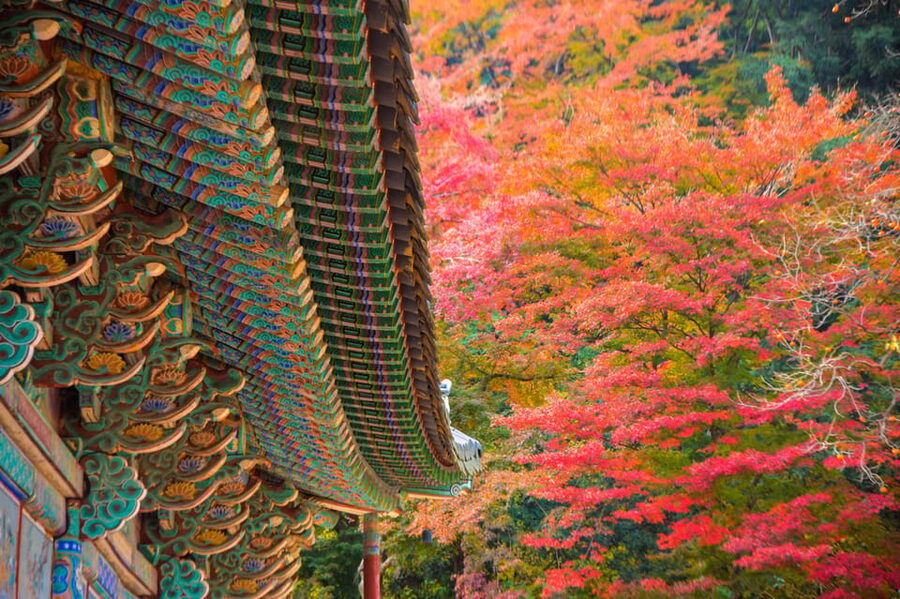 Busan: Naejangsan National Park Autumn Foliage One Day Tour - Is $46 good value?