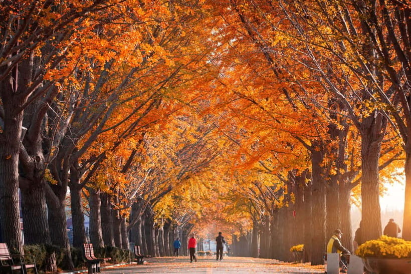 Busan: Naejangsan National Park Autumn Foliage One Day Tour - How much time will you really have?