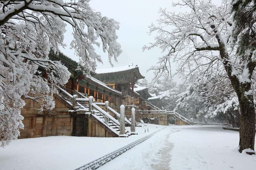 Busan: Winter Healing Park and (Gyeongju/Daegu) One Day Tour - Hwangnidan Street for food and cafe time
