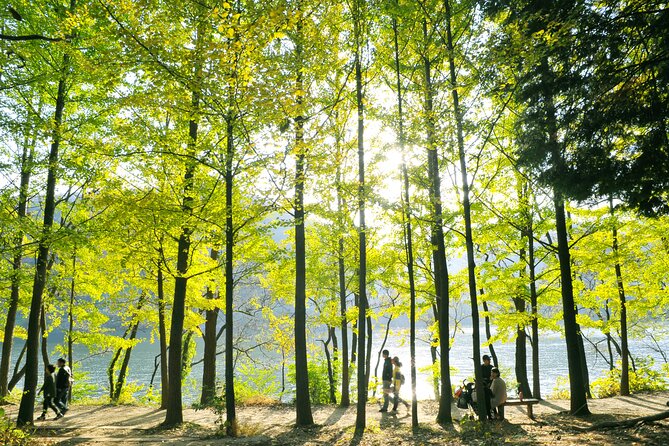 Day Trip to Nami Island with Rail bike and The Garden of Morning Calm - Guides make a real difference