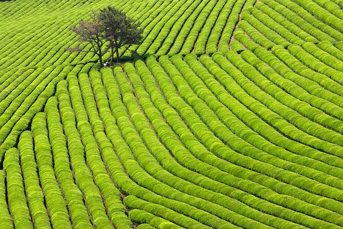 Discover Round Korea in 7days: All-Inclusive Experience - Andong: sweets and a living folk village