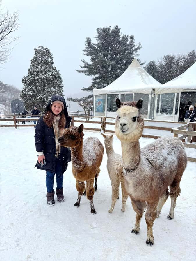 Eobi Ice Valley & Nami (+ Light Festival, Railbike, Alpaca) - Nami Island brings the romance and breathing room