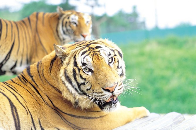 Everland Amusement Park with free-ride Ticket - Why Everland works as a full-day outing