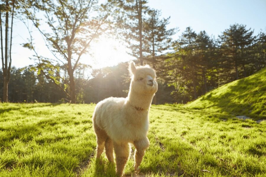 From Seoul: Full Day Trip to Alpaca Farm with Rail Bike - Key points to know before booking