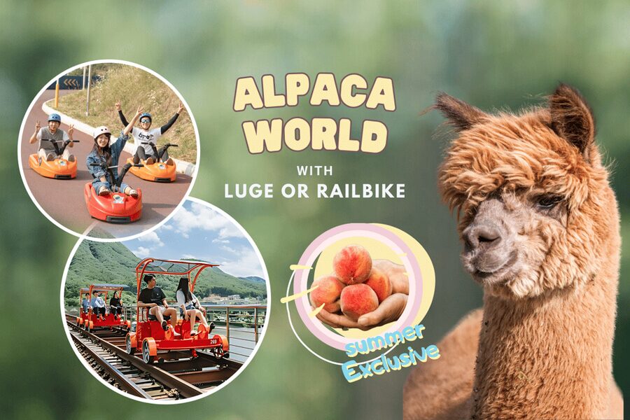 From Seoul: Full Day Trip to Alpaca Farm with Rail Bike - Lunch and the rhythm of the day
