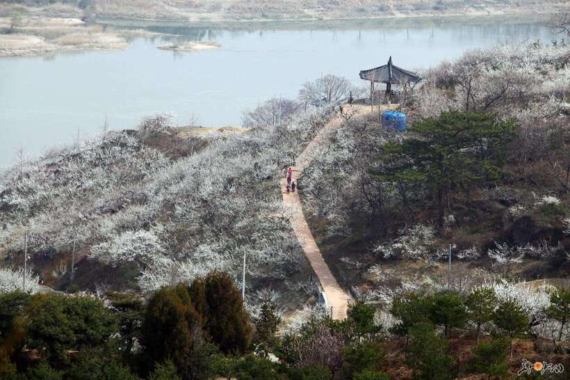 From Seoul: Korea Spring Cherry Blossom Day Tour - Key points to know before you book