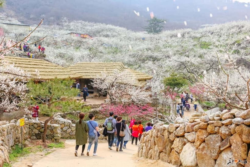 From Seoul: Korea Spring Cherry Blossom Day Tour - Why this spring tour is different from a basic Seoul day trip