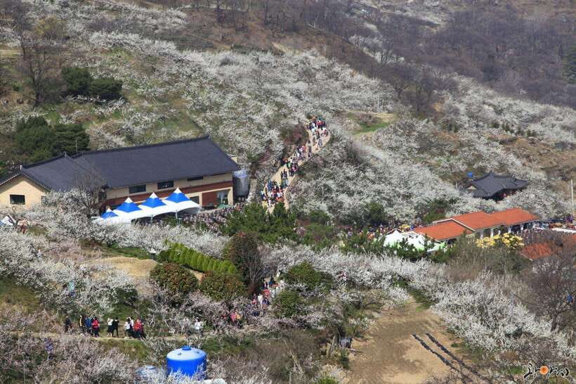 From Seoul: Korea Spring Cherry Blossom Day Tour - Donghaksa Temple framed by cherry blossoms