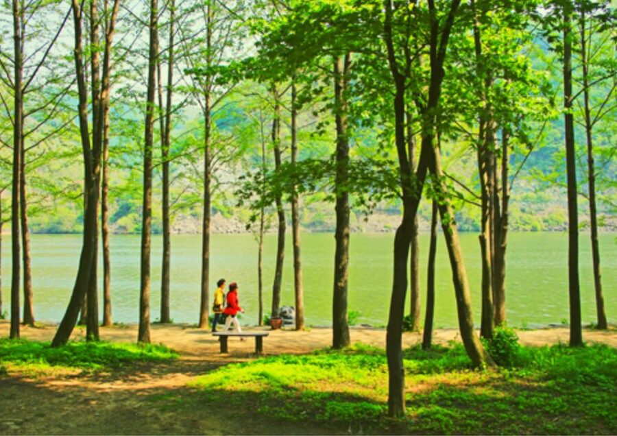 From Seoul: Nami Island, K-drama Garden & Rail Bike Day Tour - Nami Island, the romantic centerpiece