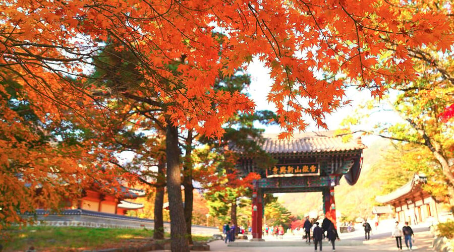 From Seoul: Seoraksan Mountain with Cable Car- Shuttle Bus - The journey from Seoul and why timing matters