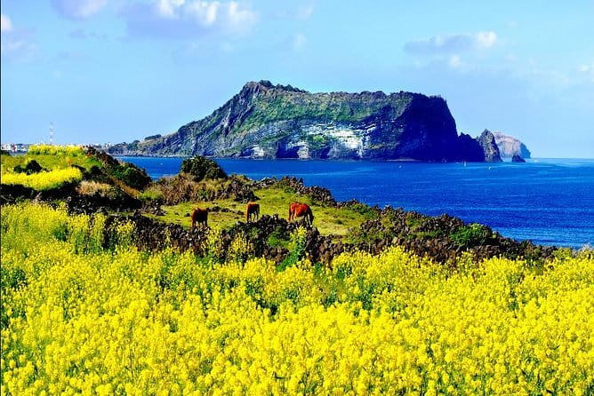 Full Day Jeju Private Customizable highlight Tour - Key points to know before booking