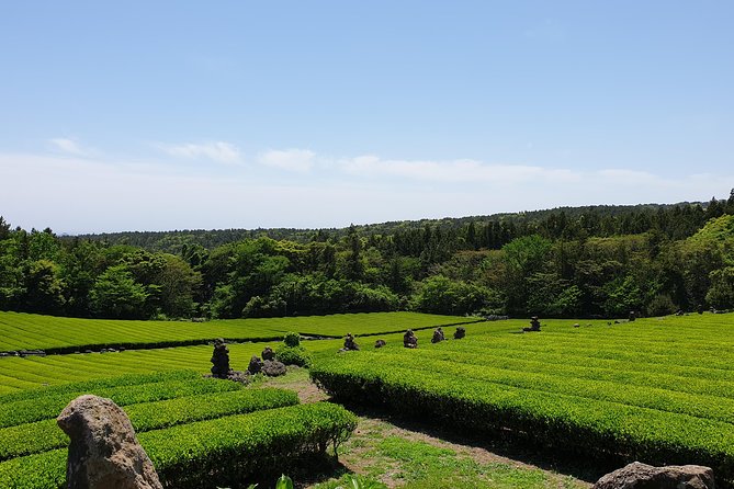 Fully Customizable Private Tour of Jeju Island - A guide who works with your group