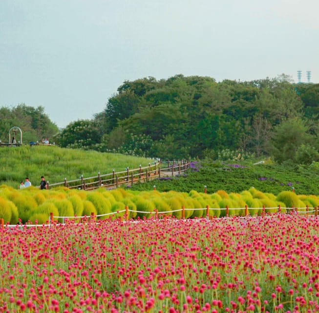 Hantan Canyon & Goseokjeong Flower Garden & Pink Muhly Park - Yangju Nari Park and the pink muhly fields