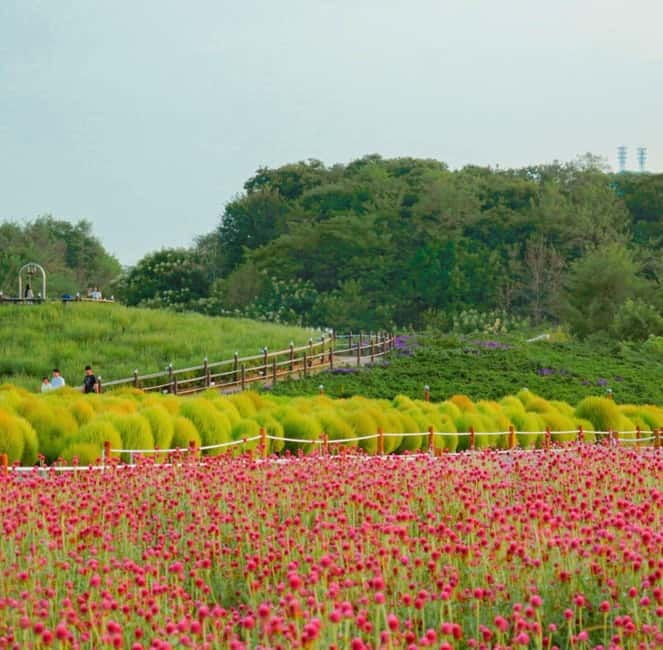 Hantan Canyon & Goseokjeong Flower Garden & Pink Muhly Park - Goseokjeong Flower Garden changes with the season