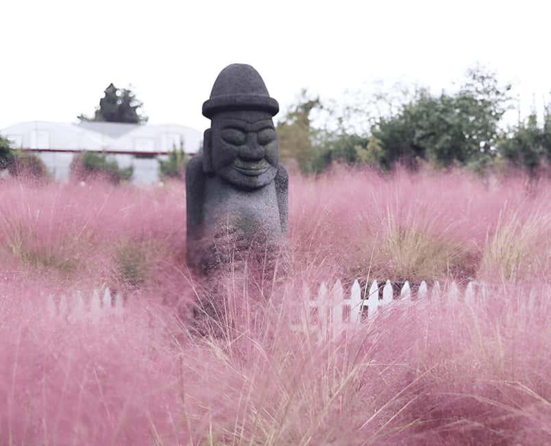 Jeju: 2026 Autumn Tour with Pink Muhly Festival Hotel Pickup - Key points to know before booking