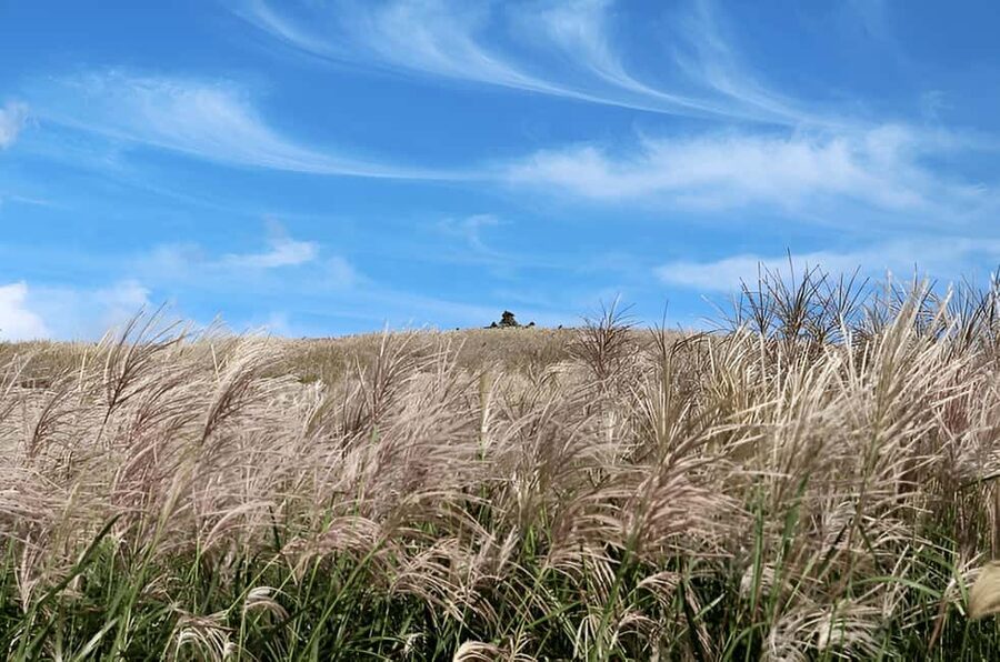 Jeju: 2026 Autumn Tour with Pink Muhly Festival Hotel Pickup - Why this autumn route works so well