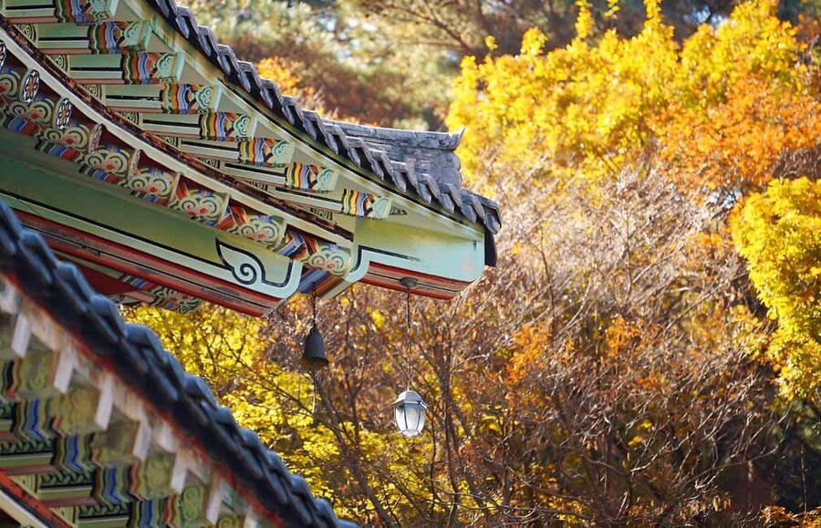 Jeju: 2026 Autumn Tour with Pink Muhly Festival Hotel Pickup - Cheonwangsa Temple and Jeju’s first autumn colors