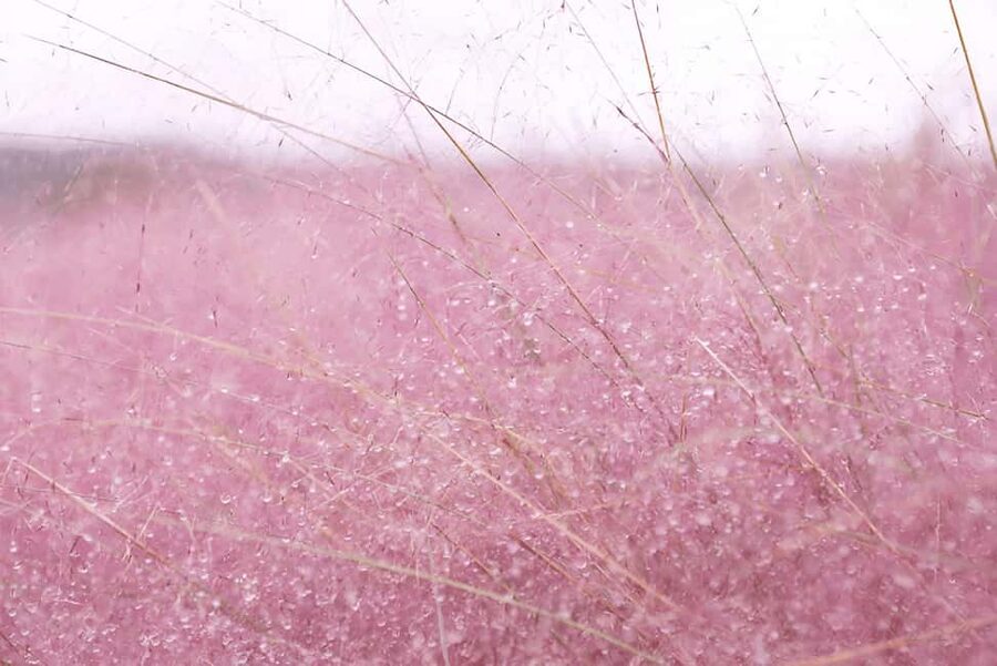 Jeju: 2026 Autumn Tour with Pink Muhly Festival Hotel Pickup - Lunch and the cost of eating on Jeju