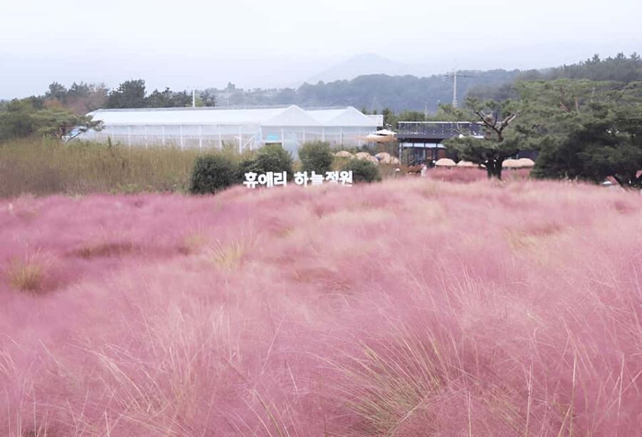 Jeju: 2026 Autumn Tour with Pink Muhly Festival Hotel Pickup - Seongsan Ilchulbong and the haenyeo tradition