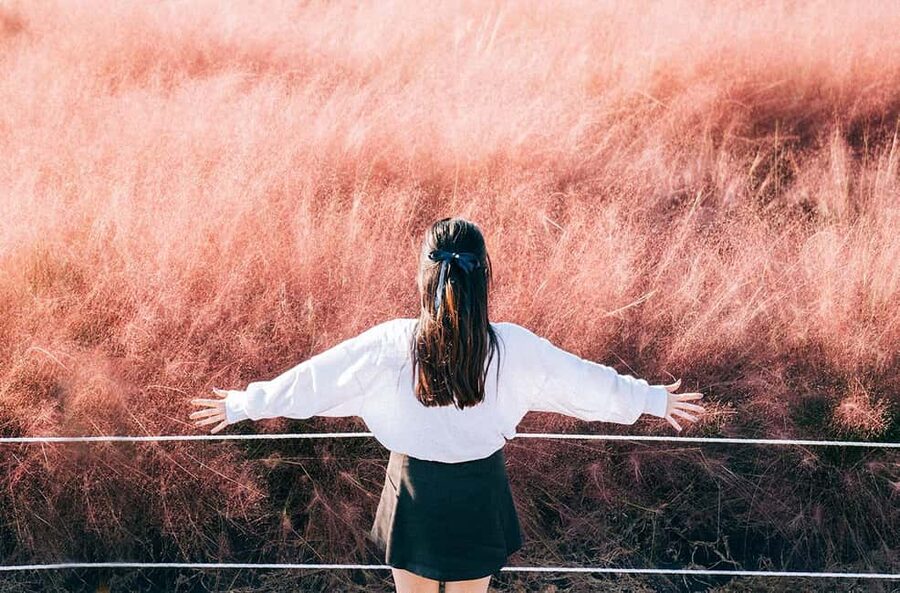 Jeju: 2026 Autumn Tour with Pink Muhly Festival Hotel Pickup - Morning pickup and the ride across Jeju