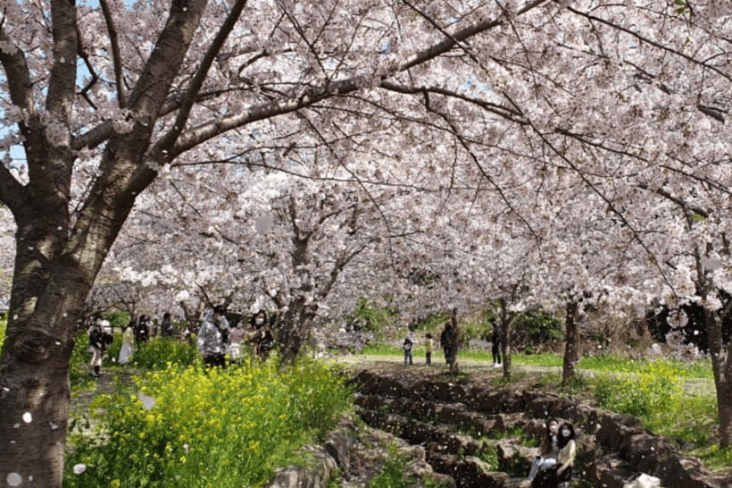 Jeju: Cherry Blossom South & West Day Tour with Hotel Pickup - Nonjitmul brings in Jeju’s coastal side