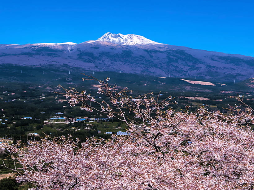 Jeju: Cherry Blossom South & West Day Tour with Hotel Pickup - Yongmeori Coast is the day’s dramatic shore