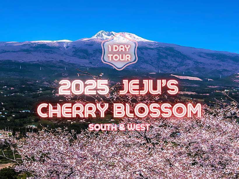 Jeju: Cherry Blossom South & West Day Tour with Hotel Pickup - O’sulloc closes the route with tea and a break