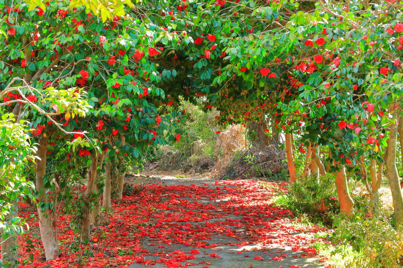 Jeju: Cherry Blossom South & West Day Tour with Hotel Pickup - Hotel pickup makes the $72 price easier to judge