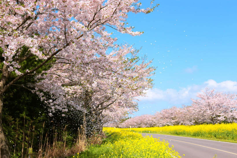 Jeju East: Cherry Blossom Early Bird Tour with Hotel Pickup - Seopjikoji brings the route to the coast