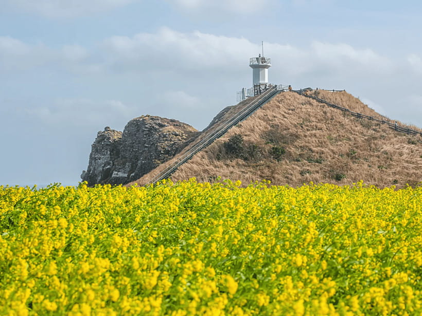 Jeju East: Cherry Blossom Early Bird Tour with Hotel Pickup - Sunrise Peak closes with a major Jeju view