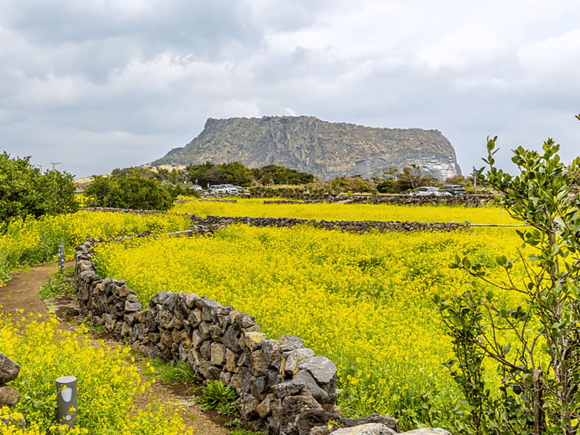 Jeju East: Cherry Blossom Early Bird Tour with Hotel Pickup - The vehicle and group schedule need honest planning